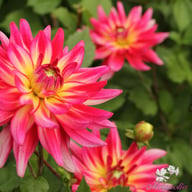 Pinkie Swear Dahlia Tuber