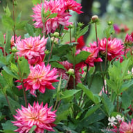 Pinkie Swear Dahlia Tuber