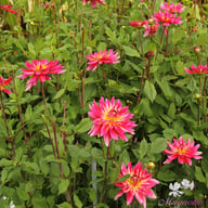 Pinkie Swear Dahlia Tuber