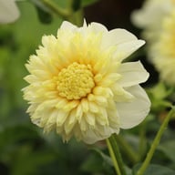 Platinum Blonde Dahlia Knöl