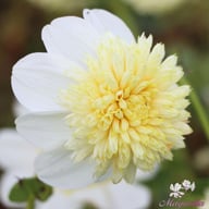 Platinum Blonde Dahlia Knöl