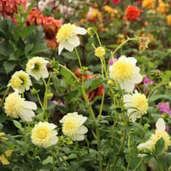 Platinum Blonde Dahlia Knöl
