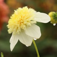 Platinum Blonde Dahlia Knöl