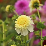 Platinum Blonde Dahlia Knöl