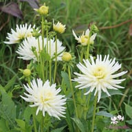 Playa Blanca Dahlia Tuber