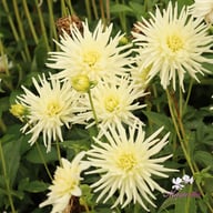 Playa Blanca Dahlia Tuber