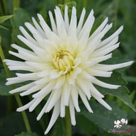 Playa Blanca Dahlia Tuber