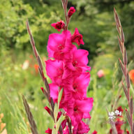 Plumtart Gladiolus Knölar
