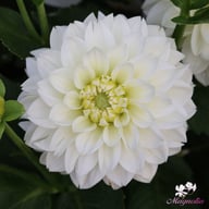 Polar Ice Dahlia Tuber