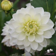 Polar Ice Dahlia Tuber