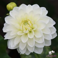 Polar Ice Dahlia Tuber