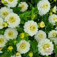 Polar Ice Dahlia Tuber