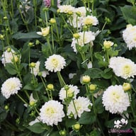 Polar Ice Dahlia Tuber