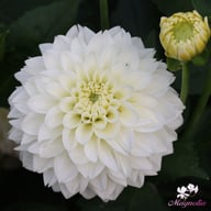 Polar Ice Dahlia Tuber