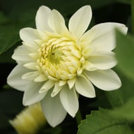 Polestar Dahlia Tuber