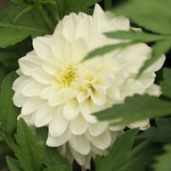 Polestar Dahlia Tuber