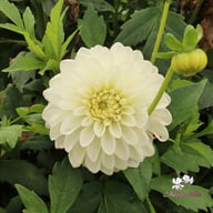 Polestar Dahlia Knöl