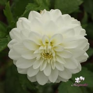 Polestar Dahlia Knöl
