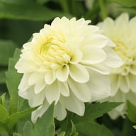 Polestar Dahlia Tuber