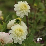 Polestar Dahlia Knöl
