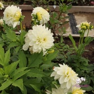 Polestar Dahlia Knöl