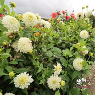 Polestar Dahlia Knöl