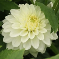 Polestar Dahlia Tuber