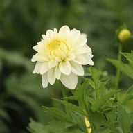 Polestar Dahlia Tuber