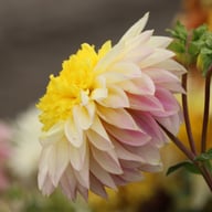 Polka Dahlia Tuber
