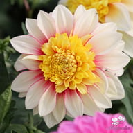 Polka Dahlia Knöl