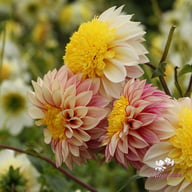Polka Dahlia Knöl