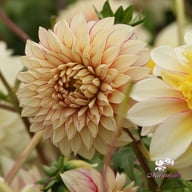 Polka Dahlia Knöl
