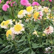 Polka Dahlia Knöl