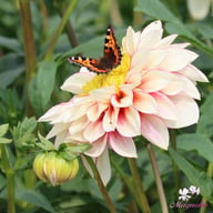 Polka Dahlia Knöl