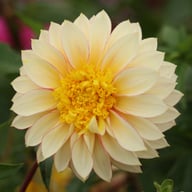 Polka Dahlia Tuber