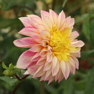 Polka Dahlia Tuber