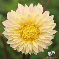 Polka Dahlia Knöl