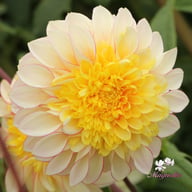 Polka Dahlia Knöl