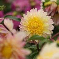 Polka Dahlia Tuber