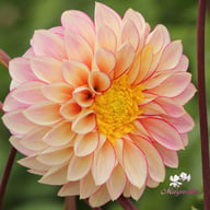 Polka Dahlia Knöl