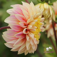 Polka Dahlia Knöl