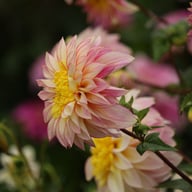 Polka Dahlia Tuber