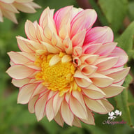 Polka Dahlia Knöl