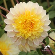 Polka Dahlia Knöl
