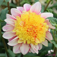 Polka Dahlia Knöl
