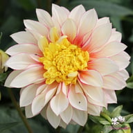 Polka Dahlia Knöl