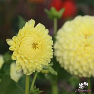 Polventon Supreme Dahlia Knöl