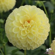 Polventon Supreme Dahlia Knöl
