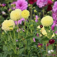 Polventon Supreme Dahlia Knöl