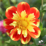Pooh Dahlia Tuber